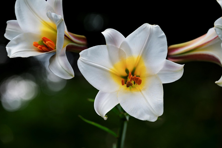 memorial white lily soft